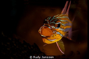 Male cardinalfish brooding eggs by Rudy Janssen 